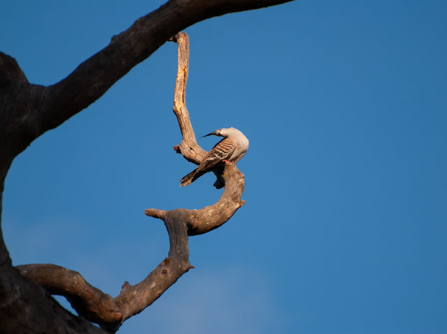 Tranquility by the Barwon: Discover Balyang Sanctuary