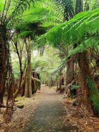 Mount Field National Park