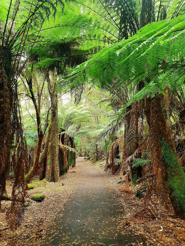 Mount Field National Park