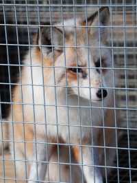 【宮城×冬の旅】間近で見られる100頭以上の放し飼いのキツネ    抱っこ体験も・・