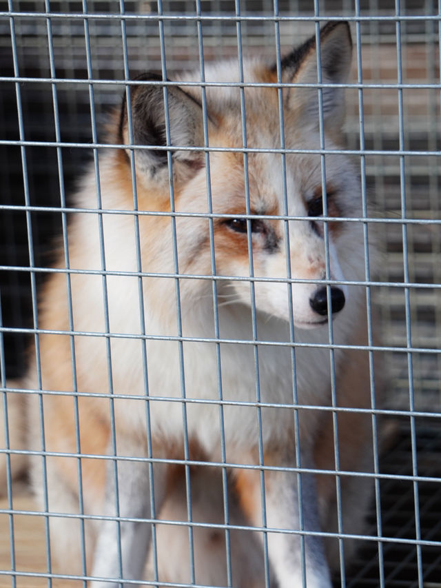 【宮城×冬の旅】間近で見られる100頭以上の放し飼いのキツネ    抱っこ体験も・・