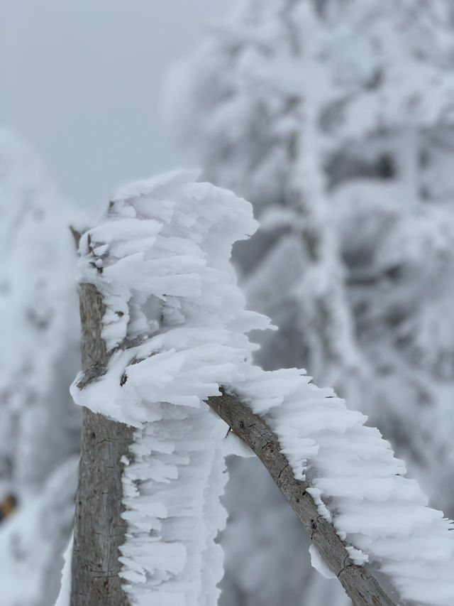 【宮城×冬の旅】  雪が生き物のよう！自然の芸術品  アイスモンスター