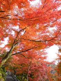 【京都】秋の清水寺で特別なひとときを🍁