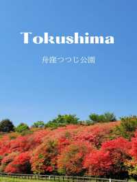 【山の頂上に突然表れる、燃えるような赤いツツジの群生】