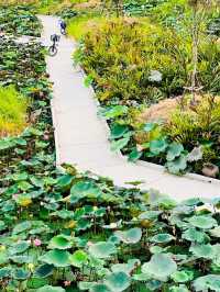 เดินเล่นรับลมหนาวที่ สวนเบญจกิติ กรุงเทพมหานคร