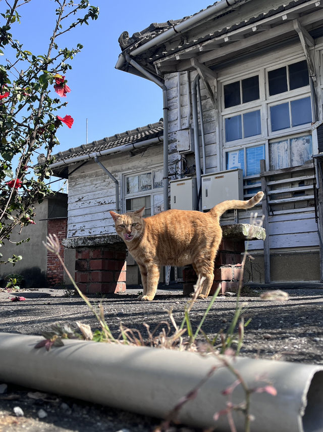 踏青郊遊推薦🍂黃金落羽松