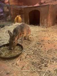 首爾親子家庭遊｜過千種動物的室內動物園｜水豚