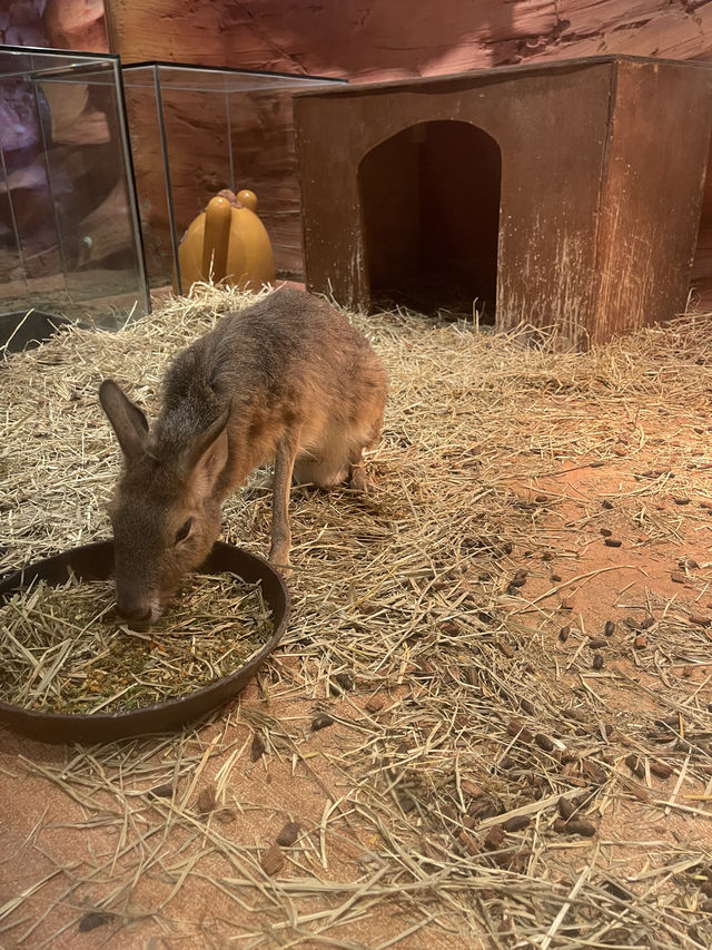 首爾親子家庭遊｜過千種動物的室內動物園｜水豚