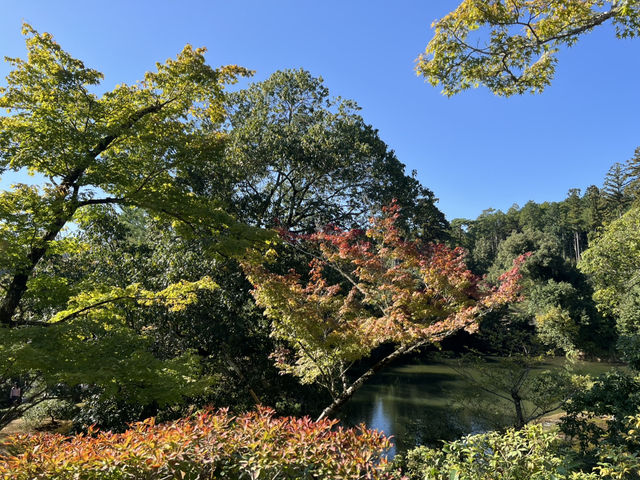 The Golden Pavilion: Kyoto’s Majestic Treasure