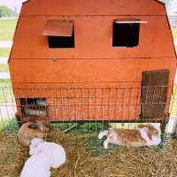 Fresh From the Farm: A Dairy Delight at Farm Fresh @UPM!