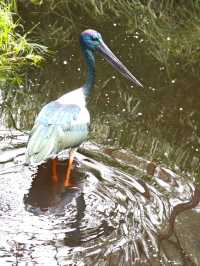 A day in Melbourne Zoo