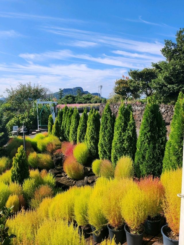 🍊제주도 동백꽃 명소 제주 마노르블랑
