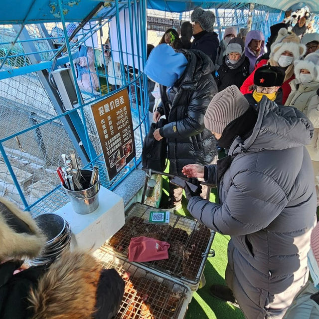 Roaring Adventure at Siberian Tiger Park, Harbin 🐅