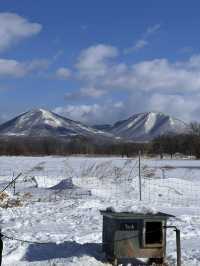 北海道で犬ぞり体験
