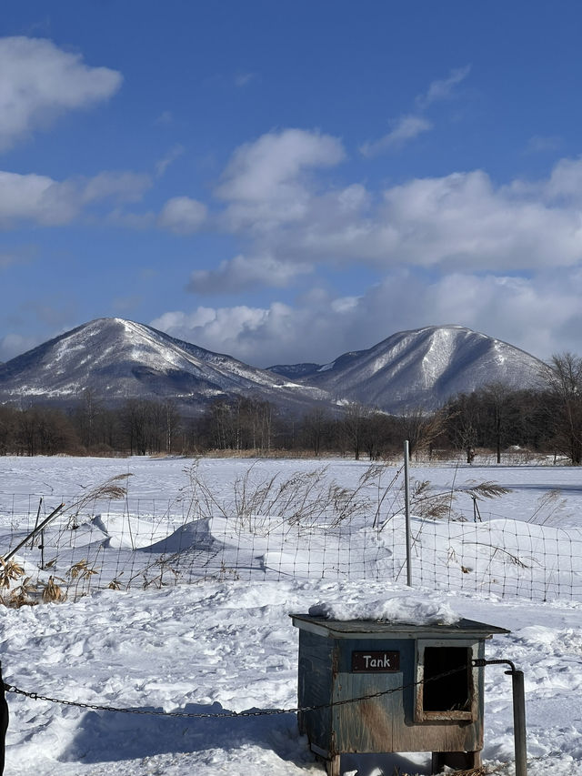 北海道で犬ぞり体験
