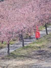【群馬】広大な梅林で絶景体験🤩10万本の梅の花が咲き誇る桃源郷へ行こう🌸 