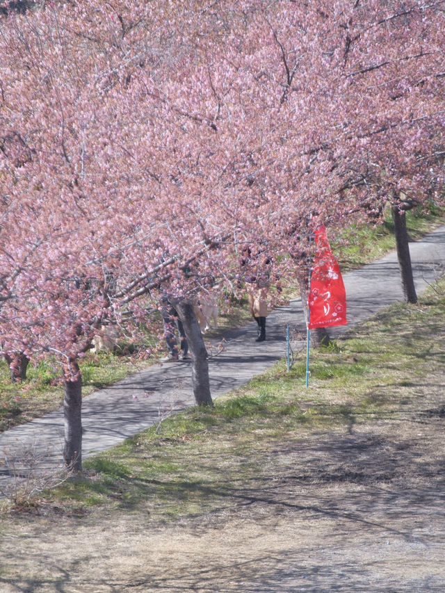 【群馬】広大な梅林で絶景体験🤩10万本の梅の花が咲き誇る桃源郷へ行こう🌸 