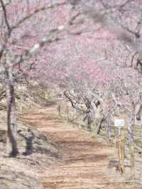 【群馬】早春の絶景✨福寿草と梅の花が咲き誇る里で春の訪れを感じよう🌸