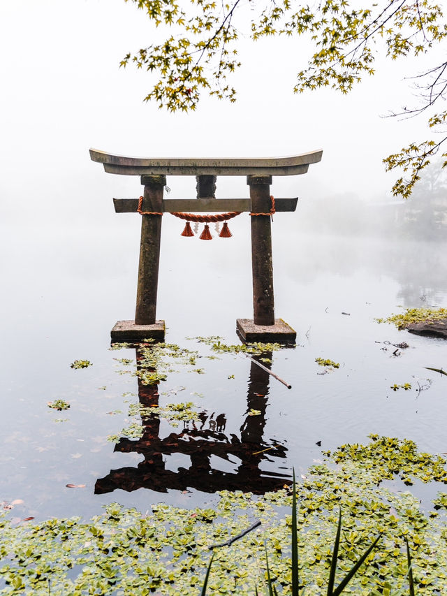 【大分県/由布市】金鱗湖半で期間限定の絶景に出会う