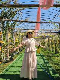สวนวิลาวัณย์-วังน้ำเขียว Wilawan garden
