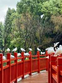 Haihong Wetland: A Harmonious Blend