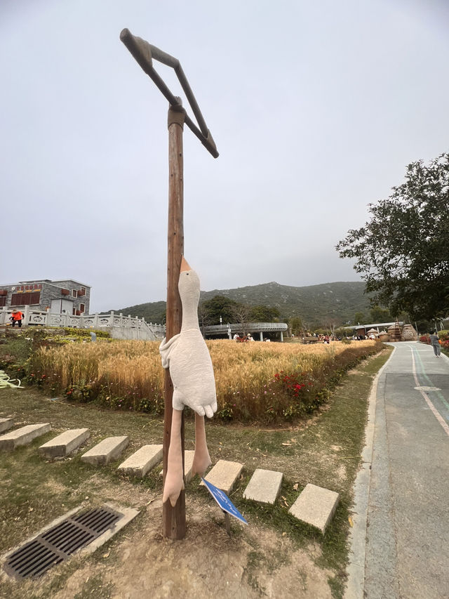 珠海木頭沖村鶴道花海——周末郊遊好去處