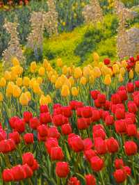 봄에 튤립 보고 싶다면 여기 추천해요 🌷