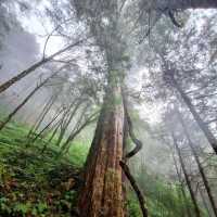 天母古道親山步道 | 清新綠野的悠然