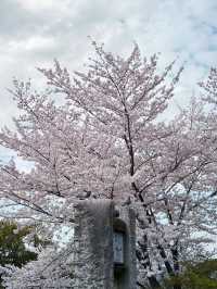 在京都八坂神社下的櫻花夢幻之旅 🌸