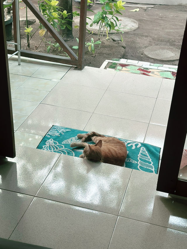 🐈고양이가 사장인 🇮🇩길리트라왕안의 낭만 게하 1인추천