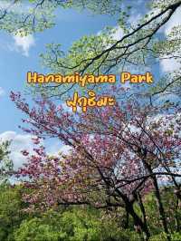 Hanamiyama Park ซากุระเต็มเขา เที่ยวฟุกุชิมะต้องมา