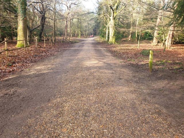 New Forest National Park