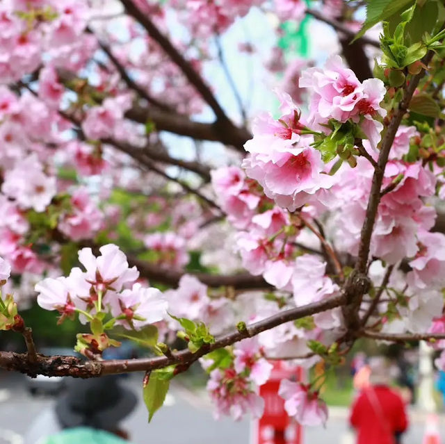 台北櫻花🌸陽明山下櫻花舞🩷花鐘閃耀映晴初🌸