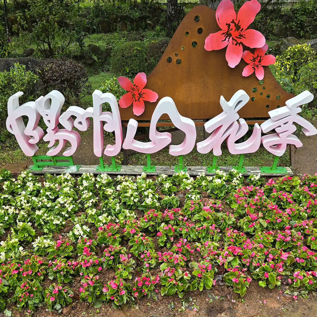 台北櫻花🌸陽明山下櫻花舞🩷花鐘閃耀映晴初🌸