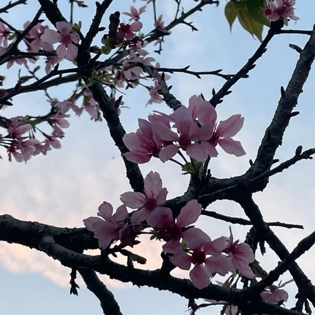 聚龍山公園🌸 櫻花谷🌸