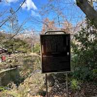 Inokashira Park (井の頭公園)