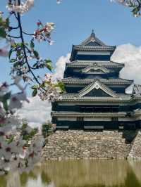 長野旅行🌸松本城。櫻之盛放
