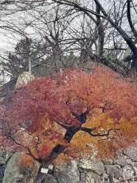 松江城山公園：歷史與自然的交織之地🏯🌸