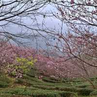 私人秘境瑪嵐雲瀑花園賞櫻、賞茶園及雲海趣
