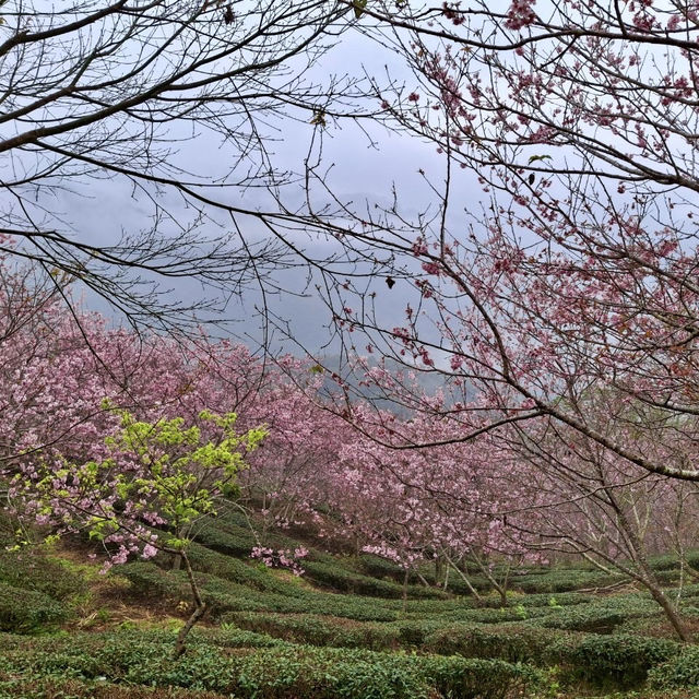 私人秘境瑪嵐雲瀑花園賞櫻、賞茶園及雲海趣
