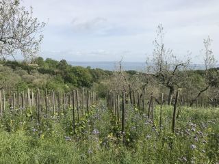 [Italy, Lake Bolsena] Natural Wine Le Coste