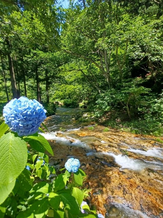 【白銀公園：山形県尾花沢市】自然いっぱい!!癒しの遊歩道✨