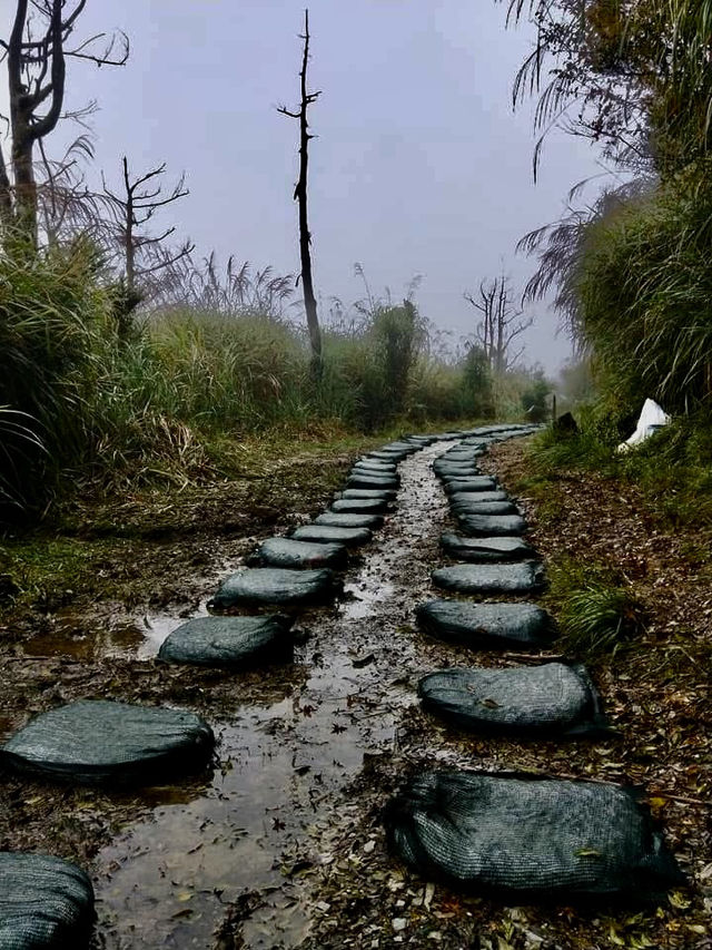 鎏金般耀眼的太平山山毛櫸步道