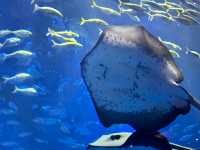 【香川/宇多津】四国の美しい水景をテーマにした「四国水族館」