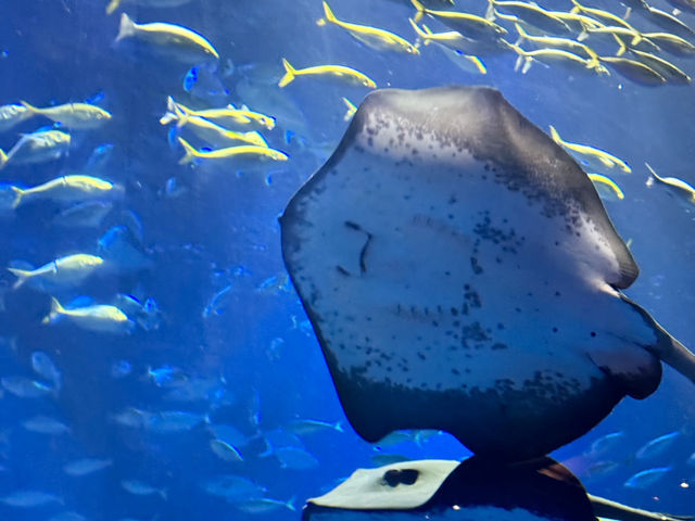 【香川/宇多津】四国の美しい水景をテーマにした「四国水族館」