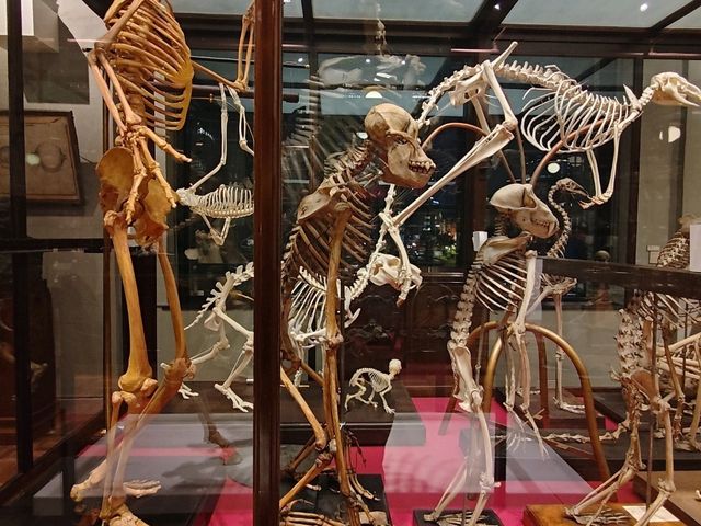 東京景點｜設置在不起眼角落，背對其他展覽品~神秘木乃伊—JP TOWER學術文化綜合博物館「INTERMEDIATHEQUE」