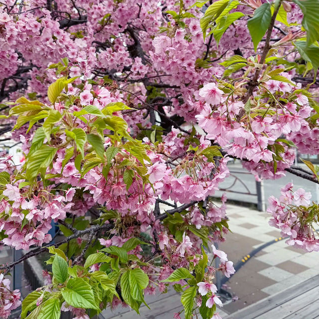 🌸 **河津櫻花觀賞地點遊覽分享** 🌸