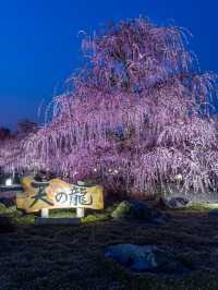見頃で入園料が変わる？生きてる間に行ってみたい絶景スポット✨1000年樹齢のしだれ梅は伊達じゃない