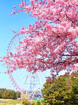 🌸 A Perfect Spring Day at Kasai Rinkai Park – Sakura Bliss in Tokyo! 🌸