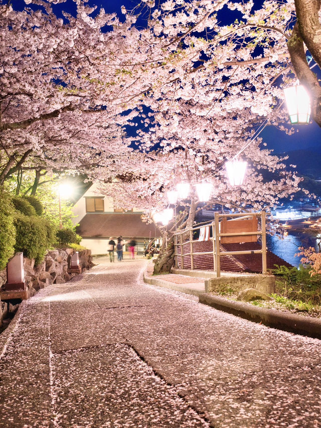 【広島】行かなきゃ損‼️尾道水道×桜の絶景🌸 ライトアップも✨